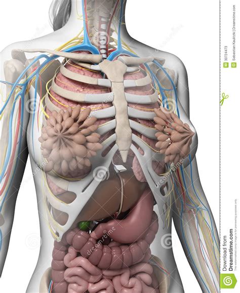 Women Human Body Diagram Human Female Internal Organs Anatomy 3d