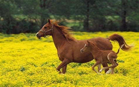Baby Horse Desktop Wallpapers Top Free Baby Horse Desktop Backgrounds