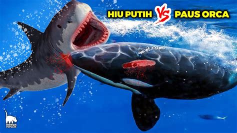 Pertarungan HIU PUTIH VS PAUS ORCA Siapa Sebenarnya Raja Predator Laut