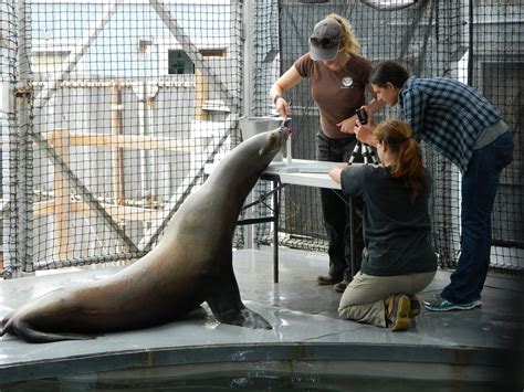 Working With Marine Mammals Animal Training And Research International