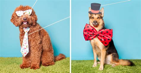 Hilarious Dogs In A Photo Booth With Funny Props Bored Panda