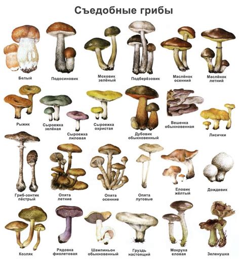 Wisconsin Wild Mushroom Identification Charts