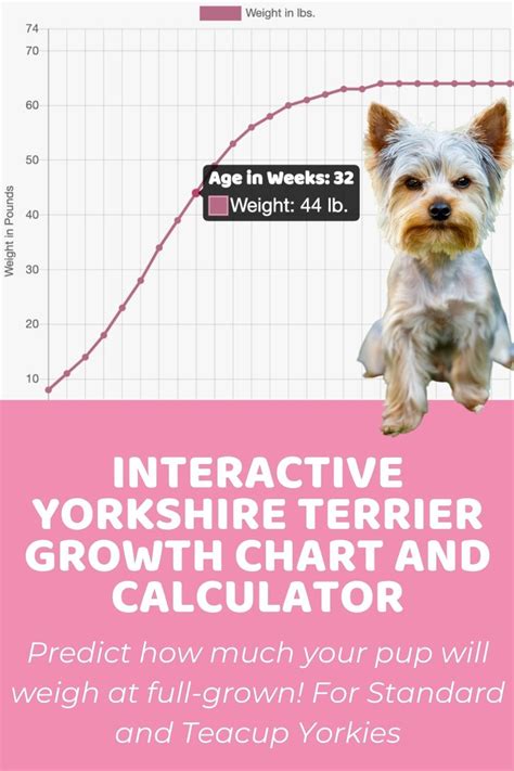 Interactive Yorkshire Terrier Growth Chart And Calculator Puppy