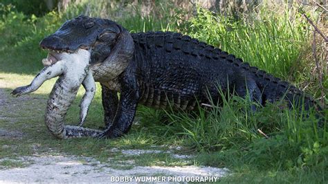Pin On Alligator
