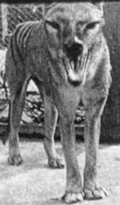 Is The Mysterious Tasmanian Tiger Really Extinct Live