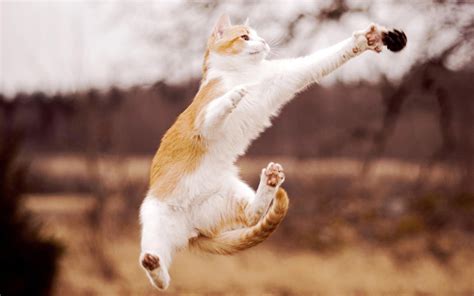 Cat Beautiful Jumping Wallpaper Animals Wallpaper Better