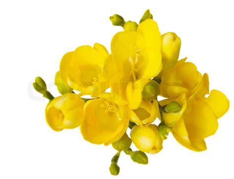 Yellow Freesia Flowers Stock Image Colourbox
