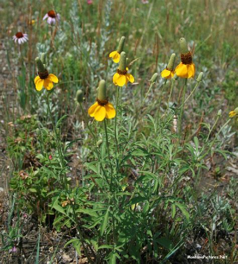 Yellow Flowers In Montana Best Flower Site