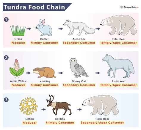 Tundra Food Chain Examples And Diagram