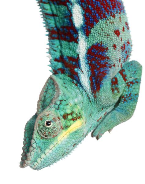 Close Up Of Panther Chameleon Nosy Be Tail Stock Image Image Of