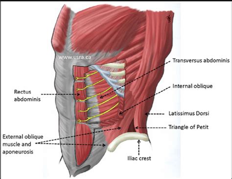 Figure 1 From Anatomical Variations Of The Thoracolumbar Nerves With