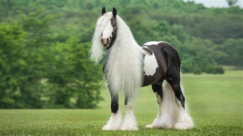 most beautiful horse breeds in the world - YouTube