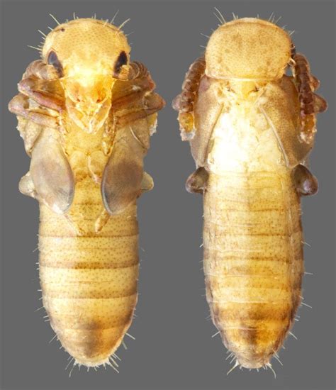 Pin On Larva And Pupa