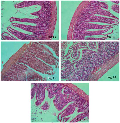 Histopathological Changes In Small Intestine Tissue He Staining