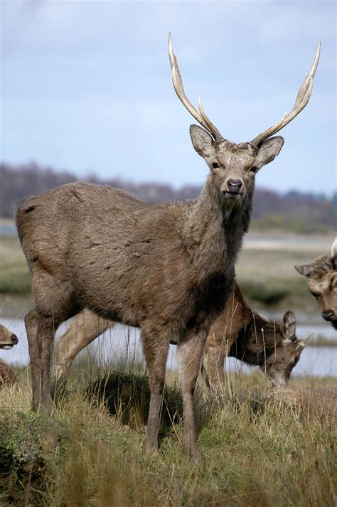 Sika Deer Stag Arne Dorset Photograph By Loren Dowding Pixels