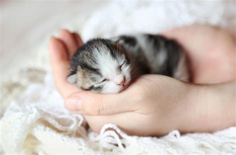 Newborn kittens baby kittens cats and kittens cute kittens abyssinian kittens image chat cute little animals small animals cute animal pictures. 10 Interesting Facts About Newborn Kittens | PetMD