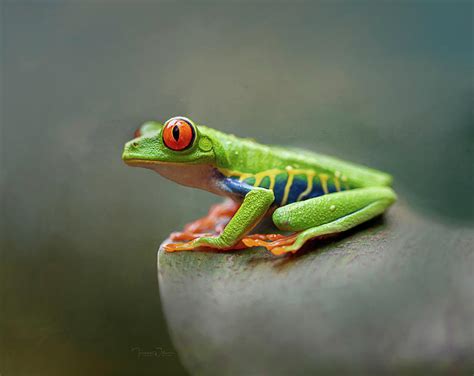 Perched on a Leaf - Red-Eyed Tree Frog Photograph by Teresa Wilson