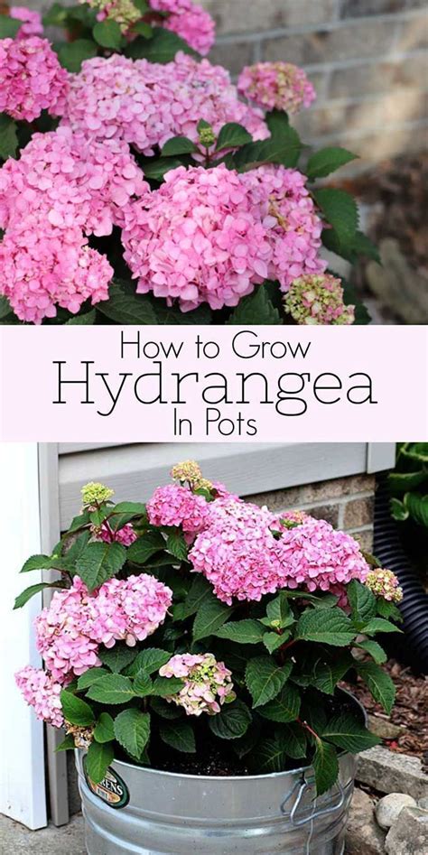 Although many hydrangeas have interesting foliage and bark, most are grown for their large, showy blossoms. How To Grow Hydrangea In Pots | Growing hydrangeas ...