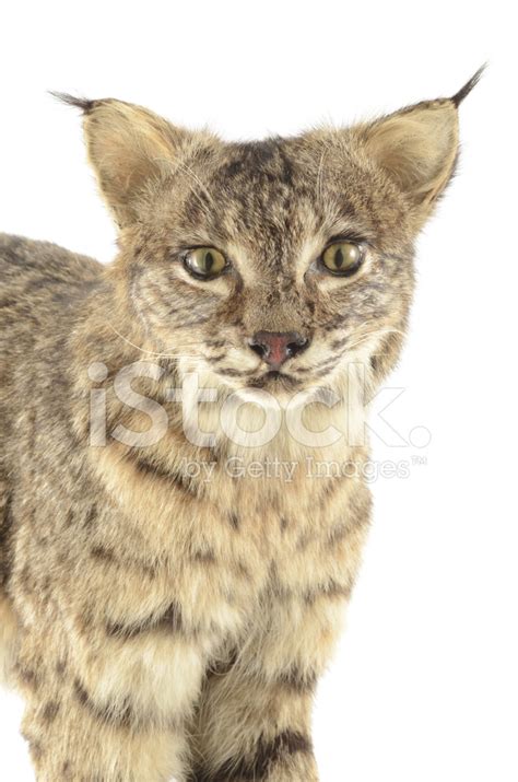 The bobcat is a close relative of the somewhat larger canada lynx. North American Bobcat (lynx Rufus) Stock Photos ...