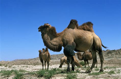 Camello Foto