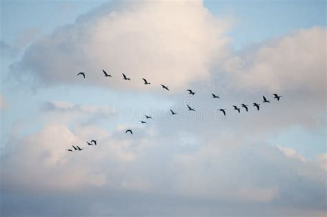 Birds In Formation Stock Photo Image Of Geese Birds 78291016