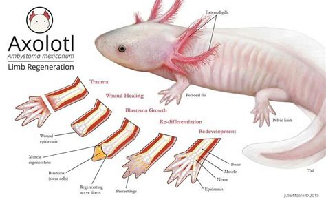 Axolotl Limb Regeneration Axolotl Care Axolotl Pet Reptiles And