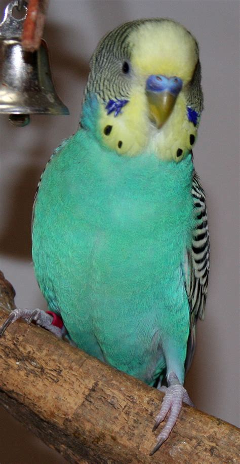 Green Budgie Face