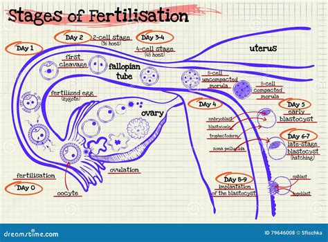 human fertilization process of sperm and egg cell diagram vector illustration cartoondealer