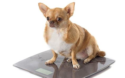 犬が太る、肥満になる原因とは？病院に連れて行くべき症状を獣医師が解説 ペット保険のps保険