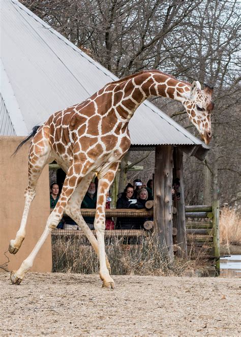 These Brookfield Zoo Giraffes Just Went Outside After Chicagos Long