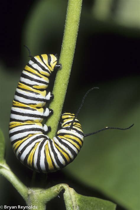 Monarch Danaus Plexippus Larva Photographed At The Littl Flickr