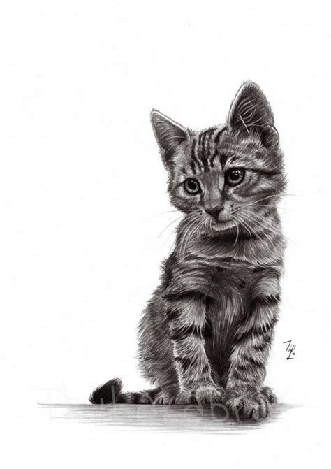 Cat Print Cat Pencil Drawing Poster Black And White Drawn Etsy