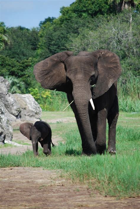 Wildlife Wednesdays Baby Elephant Joins Herd On Savanna At Disneys