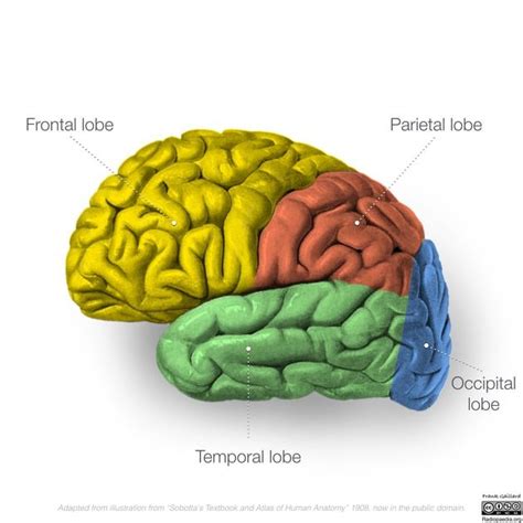 How to treat spd in pregnancy. Neuroanatomy | Radiology Reference Article | Radiopaedia ...