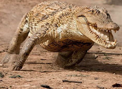 It's very rare for an alligator to chase a human on dry land. What is the running speed of a Crocodile?