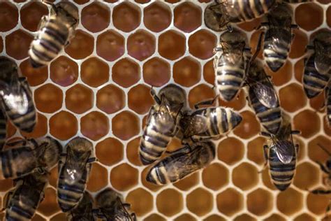 How Do Bees Make Hexagons Honeycomb School Of Bees