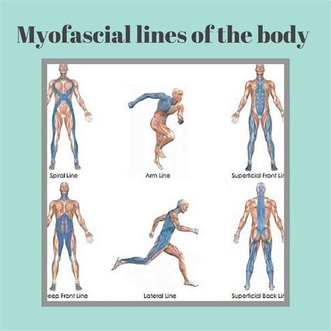 Pin By Marianne Cardinal On Fasciablaster Fascia Body Muscle Anatomy