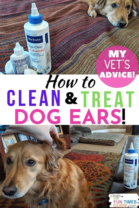 The new program has celebrities create bonds with strangers through. How To Clean & Treat A Dog's Itchy Smelly Ears: Vet ...