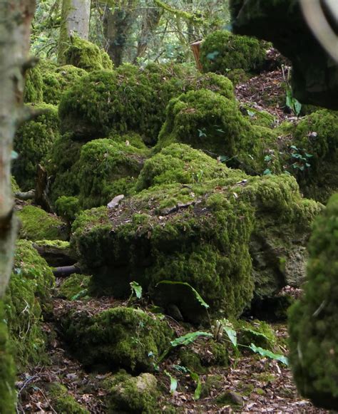 Puzzlewood Forest Of Dean Gloucestershire Jacquemart Flickr