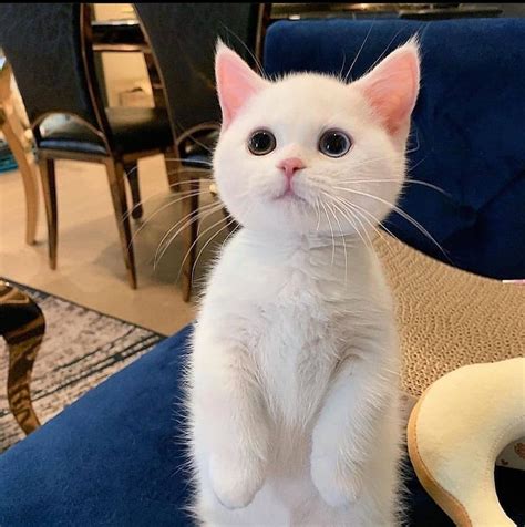 Can Somebody Explain Why This Cat Look So Cute Raww