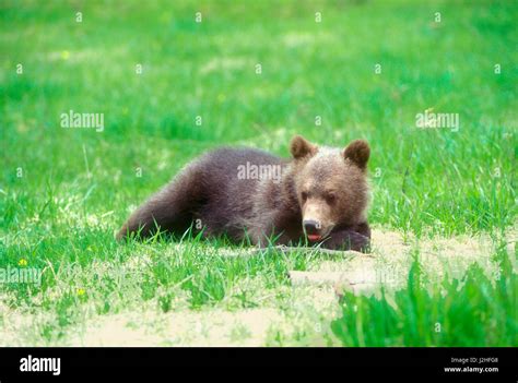A Grizzly Bear Cub In A Green Field Stock Photo Alamy