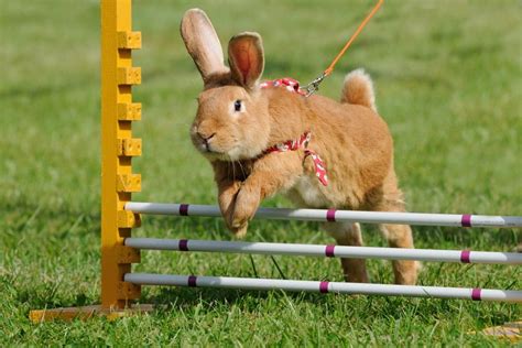 Fun Games To Play With Your Pet Rabbit Petsoid
