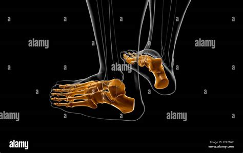 Huesos De Pie De Esqueleto Humano Anatomía Para El Concepto Médico