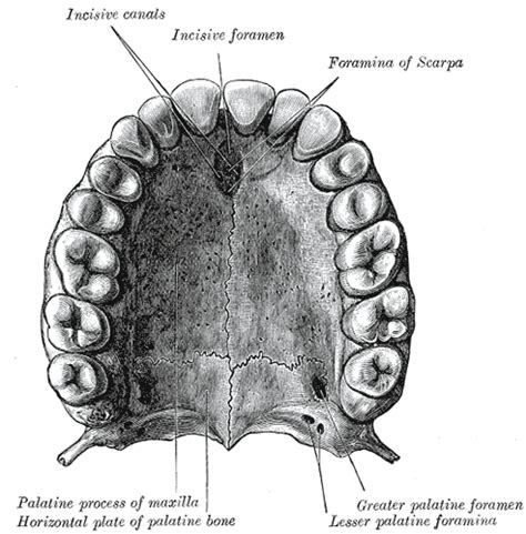 Palatine Process Of Maxilla Wikidoc