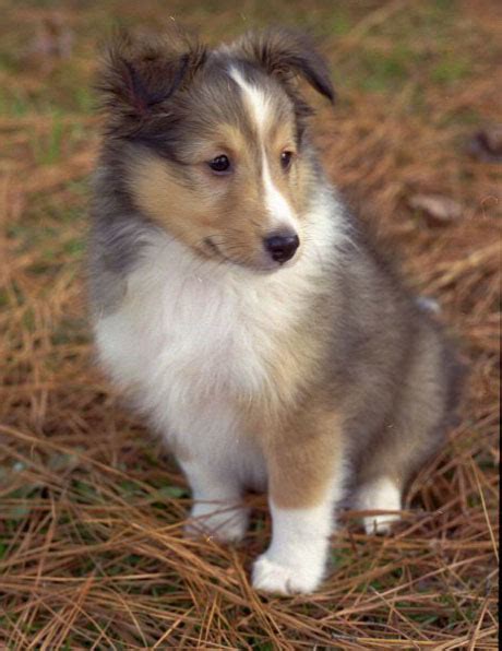 The mini sheltidoodle is a designer breed dog cross mixed between a shetland sheepdog and the mini poodle. Shetland Sheepdog (Sheltie) Info, Puppies, Pictures, Temperament