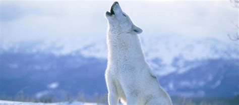 The Beautiful Arctic Wolf Critter Science