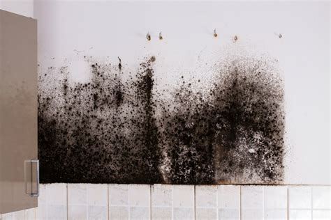 I kept trying to tell her that filling in that large of a gap. What is Black Mold and How Dangerous Is It to My Family?