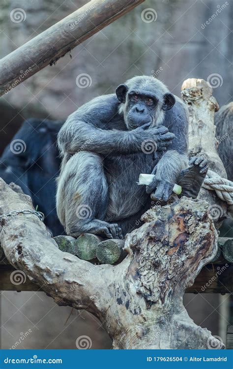 Close Up Of Chimpanzee Eating Banana Sitting On Tree Stock Photo