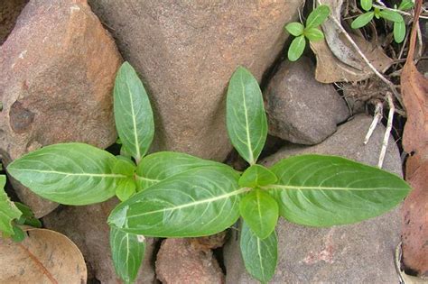 Like the delicate nature of people born under the zodiac sign of cancer, white roses are elegant, subtle, and universally adored. Factsheet - Catharanthus roseus (Madagascar Periwinkle)