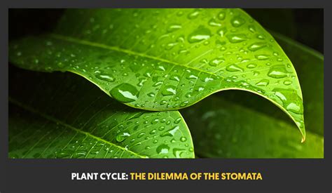 What Is The Function Of Stomata In Leaf A Plant